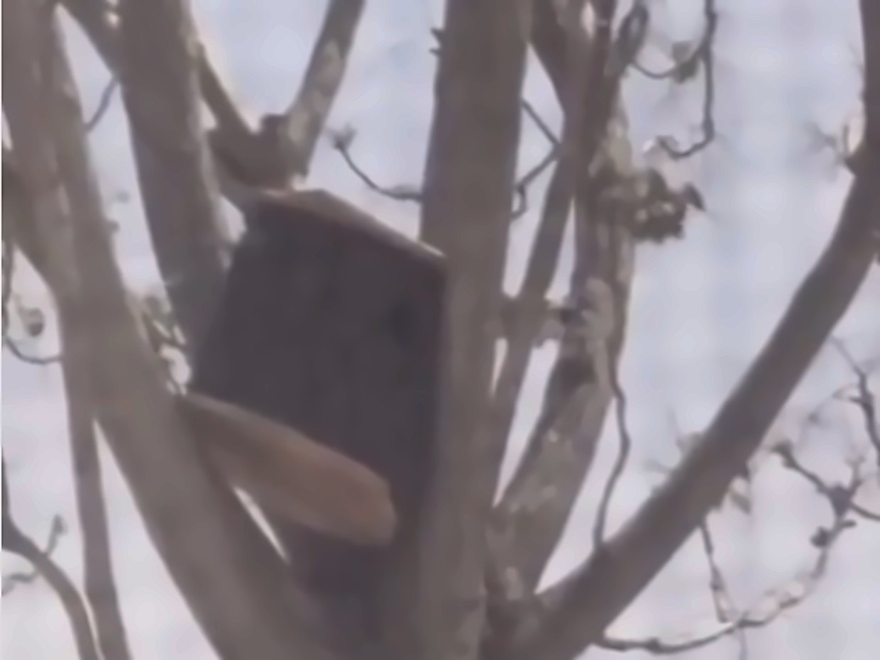 Casita para abubillas colocada en un árbol