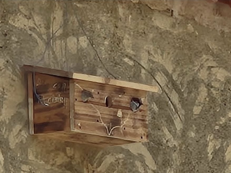 Casita de madera en una pared de piedra con pájaros asomando