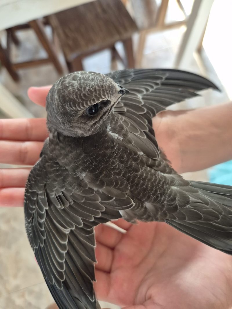 Un pajarito de plumaje oscuro sostenido con cuidado en las manos